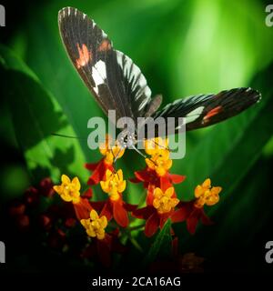 Farfalla con piede a spazzola Calgary Zoo Alberta Foto Stock