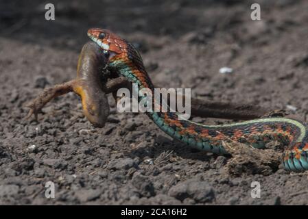 Un gartersnake californiano dal lato rosso (Thamnophis sirtalis infernalis) che mangia un novello (Taricha torosa), 1 di pochi predatori che possono maneggiare le tossine nuove. Foto Stock