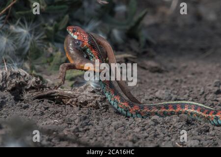 Un gartersnake californiano dal lato rosso (Thamnophis sirtalis infernalis) che mangia un novello (Taricha torosa), 1 di pochi predatori che possono maneggiare le tossine nuove. Foto Stock