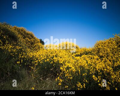 Fiori gialli di ginestra sulle colline di Pesaro in Italia Foto Stock