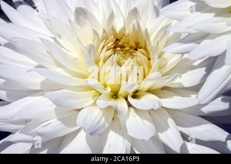 Bianco Dahlia il mio amore fiore bianco dahlias Foto Stock