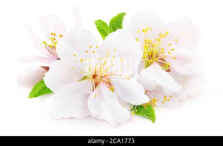 Mandorla in fiore isolata. Fiori di mandorle bianche con foglie e germogli isolati su sfondo bianco Foto Stock