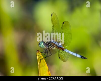 Primo piano di Blue Dasher Dragonfly maschile preso in Urfer Family Park a Sarasota Florida Stati Uniti Foto Stock