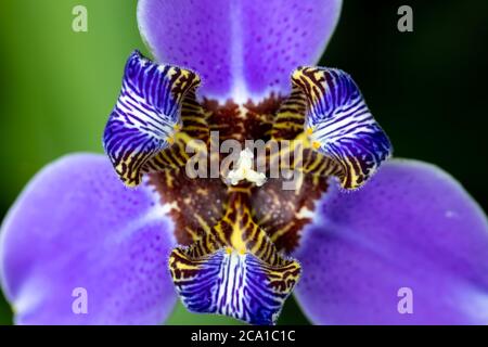 Primo piano di una luminosa e colorata neomarica gracilis, conosciuta come iris da passeggio, fiore a fuoco selettivo Foto Stock