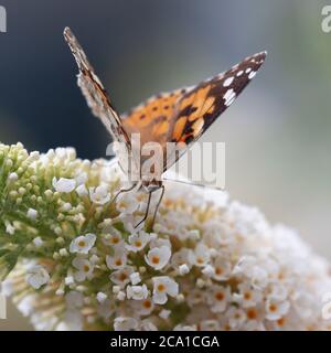 Una vista frontale di una farfalla dipinta della Signora, Vanessa Cardui, bevendo nettare da una panicola bianca di fiori Buzz Buddleja. Foto Stock