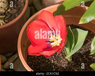 tulipano rosso fiore con centro giallo coltivato in una pentola con luce solare Foto Stock
