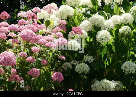 Idrangea arborescens 'Annabelle Rosa' e 'Strong Annabelle' giardino idrangee Foto Stock