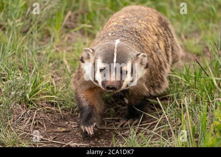 badger a piedi Foto Stock