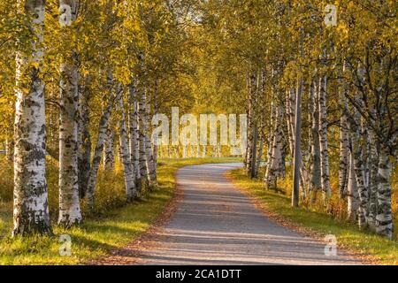 Stretta strada di campagna attraverso vicolo di alberi di betulla durante la stagione autunnale. Foto Stock