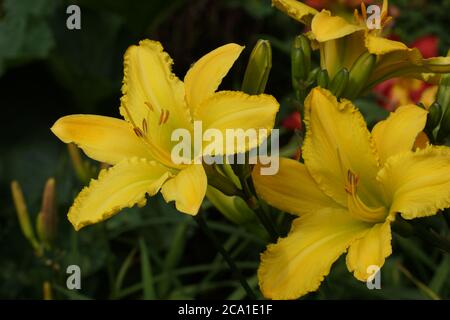 Giallo Finch Daylilies ragni. Giallo daylilies fiorire all'aperto. Foto Stock