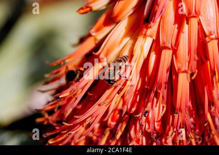 Ape di miele di Capo su un fiore di Aloe Foto Stock