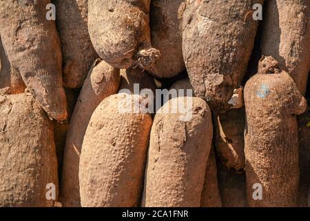 Il sole splende sui Yams di puna (Dioscorea) esposti al mercato alimentare. Foto Stock