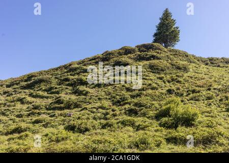 collina verde con albero di conifere Foto Stock