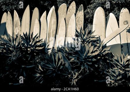 Una serie di tavole da surf in pensione, grugnose e vintage in un giardino di agave che mostra icone di cultura del surf a Santa Barbara, CA, USA in tono split Foto Stock