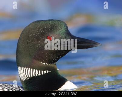 Comune Loon Breeding Ritratto Closeup Foto Stock