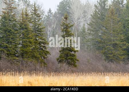 Alberi al bordo di palude in primavera, Sudbury Greater, Ontario, Canada Foto Stock