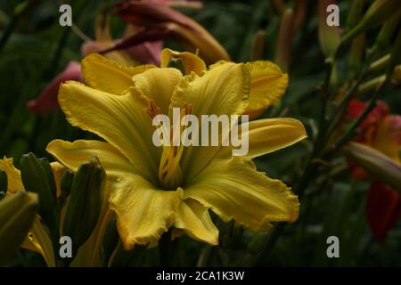 Giallo Finch Daylilies ragni. Giallo daylilies fiorire all'aperto. Foto Stock