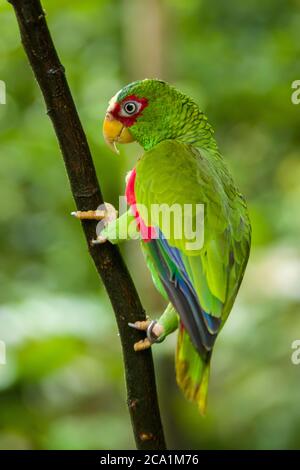 L'amazzonia dal fronte bianco (Amazona albifrons) è una specie di pappagallo dell'America Centrale. Foto Stock