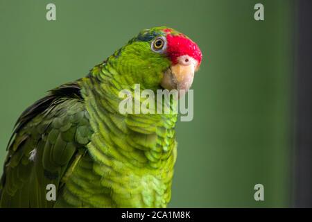 L'amazzonia incoronata in rosso (Amazona viridigenalis) è un pappagallo amazzonico altamente sociale, in via di estinzione, originario del Messico nordorientale e degli Stati Uniti sudoccidentali. Foto Stock