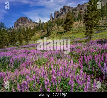 Lupin, Horse Meadow, Emigrant Wilderness, Stanislaus National Forest, Sierra Nevada Mountains, California Foto Stock