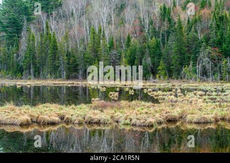 La vegetazione primaverile si riflette in Windy Creek, Onaping, Greater Sudbury, Ontario, Canada Foto Stock