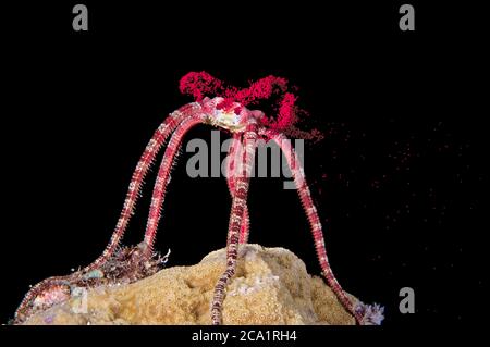 Ruby fragile Star, Ophioderma rubicunda, che rilascia le sue uova durante la riproduzione di notte, Bonaire, ABC Isole, Caraibi Paesi Bassi, Mar dei Caraibi, Atla Foto Stock