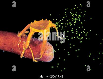 Gaudy fragile Star, Ophioderma ensirum, che rilascia le sue uova durante la riproduzione notturna, Bonaire, ABC Isole, Caraibi Paesi Bassi, Mar dei Caraibi, Atl Foto Stock