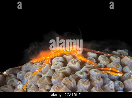 Gaudy brittle star, Ophioderma ensirum, maschio, liberando il suo sperma durante la riproduzione, Bonaire, ABC Isole, Caraibi Paesi Bassi, Mar dei Caraibi, Atlan Foto Stock