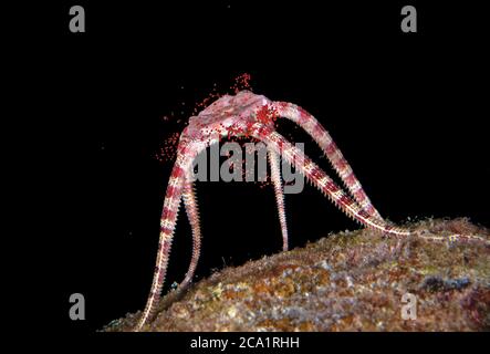 Ruby fragile Star, Ophioderma rubicunda, che rilascia le sue uova durante la riproduzione di notte, Bonaire, ABC Isole, Caraibi Paesi Bassi, Mar dei Caraibi, Atla Foto Stock