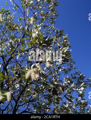 Arriccia d'avorio in fiore (Buckinghamia celcissima), Mt Surprise, Outback Queensland, Australia Foto Stock