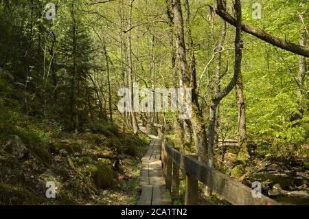 Söderåsen, skåne, nationalpark Foto Stock