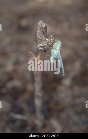 Un cicadas appena emerso da esso è esoscheletro delle ninfe. Foto Stock