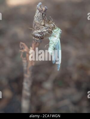 Un cicadas appena emerso da esso è esoscheletro delle ninfe. Foto Stock