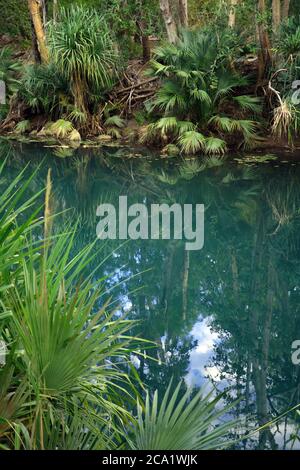 Pandanus e altre palme che costeggiano il torrente d'acqua dolce, Boodjamulla (Lawn Hill) National Park, Queensland, Australia Foto Stock