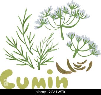 Semi di cumino con fiori e foglie. Illustrazione vettoriale. Cumino di piante aromatiche. Ingrediente di sapore di cottura. Cumino, Zira semi stagionatura per i pasti e. Illustrazione Vettoriale