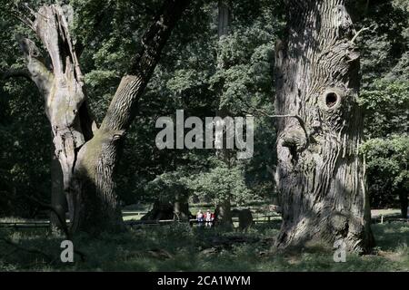 Ivenack, Germania. 14 luglio 2020. I visitatori sono sulla strada dietro le querce millenarie. Secondo gli esperti, le querce inglesi di 800 a 1050 anni di età nell'ex 'Hudewald' ('Hutwald') nello zoo di Ivenack stanno facendo sorprendentemente bene, la siccità non può danneggiarli. La buona posizione con il suolo amoso al Lago di Ivenack è forse il fattore decisivo. Credit: Bernd Wüstneck/dpa-Zentralbild/dpa/Alamy Live News Foto Stock