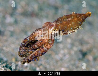 Octopus ad anello blu, Hapalochlaena sp., che lampeggia i suoi colori di avvertimento mentre nuota, Anilao, Batangas, Filippine. Oceano Pacifico. Foto Stock