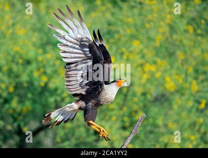 North Crested Caracara, Caracara cheriway, che vola per un atterraggio, Texas, Stati Uniti Foto Stock