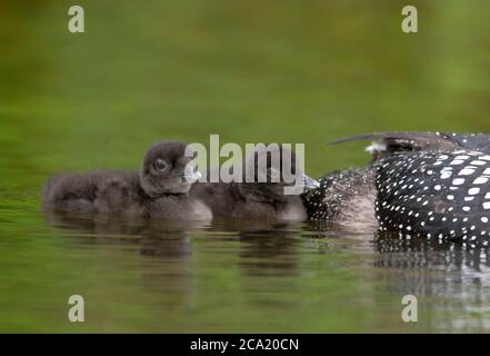 Due giovani pulcini comuni di loon Foto Stock