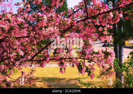 l'albero in fiore in primavera Foto Stock