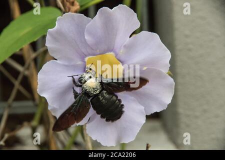 Carpentiere ape impollinante fiori viola Foto Stock