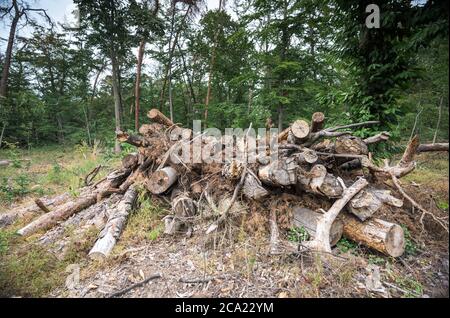 Magonza, Germania. 3 agosto 2020. Nella riserva naturale di Lennebergwald, i tronchi di alberi sgombrati si trovano uno sopra l'altro. Attualmente, gli alberi danneggiati dalla siccità devono essere abbattuto nella riserva naturale. Secondo il Ministero dell'ambiente, la continua siccità danneggia gravemente la foresta della Renania-Palatinato. Circa due milioni di alberi hanno già dovuto essere abbattuti quest'anno, circa il doppio rispetto allo stesso periodo dell'anno scorso. (A dpa 'Ten colpisce le foreste - due milioni di alberi hanno dovuto essere abbattuti') Credit: Andreas Arnold/dpa/Alamy Live News Foto Stock
