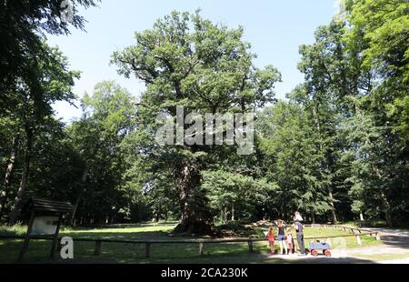 Ivenack, Germania. 14 luglio 2020. I visitatori si trovano di fronte a quella che forse è la più antica delle querce del millennio. Secondo gli esperti, le querce inglesi di 800 a 1050 anni di età nell'ex 'Hudewald' ('Hutwald') nello zoo di Ivenack stanno facendo sorprendentemente bene, la siccità non può danneggiarli. La buona posizione con il suolo amoso al Lago di Ivenack è forse il fattore decisivo. Credit: Bernd Wüstneck/dpa-Zentralbild/dpa/Alamy Live News Foto Stock