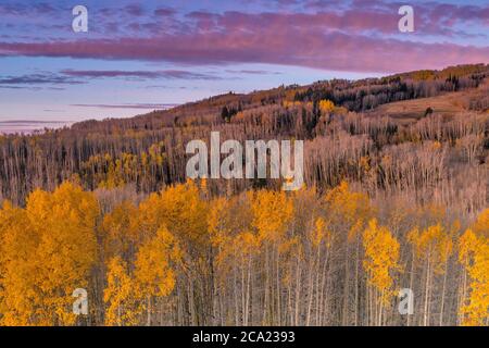Dawn, Aspen, Populus tremuloides, Boulder Mountain, Dixie National Forest, Utah Foto Stock