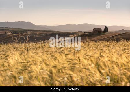 Iconico paesaggio tuscanico, con grano in primo piano e una sola casa di campagna sullo sfondo, alla luce del tardo pomeriggio Foto Stock