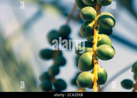 Date primo piano su un albero in Medio Oriente - Emirati Arabi Uniti o Arabia Saudita sfondo cielo blu. Foto Stock