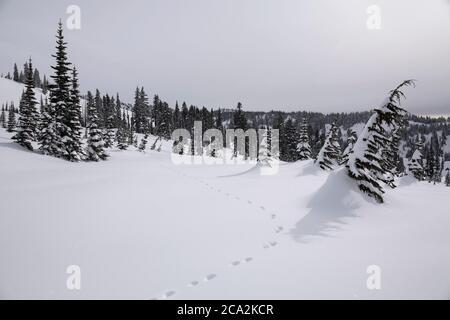 Percorsi faunistici su neve appena caduta a Paradise, Mt. Rainier National Park nello stato di Washington in inverno Foto Stock