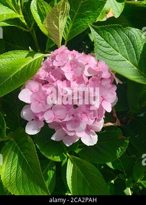 Rosa Hydrangea fiore con foglie verdi. Un fiore. Foto Stock