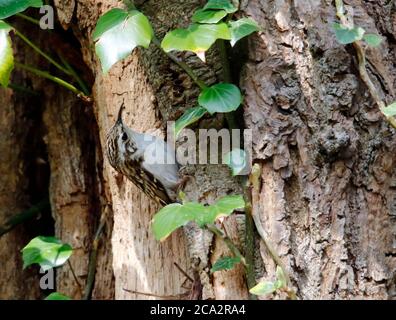 Treecreeper raccogliere materiale per costruire il suo nido Foto Stock