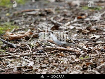 Treecreeper raccogliere materiale per costruire il suo nido Foto Stock